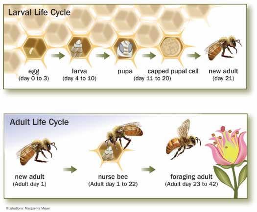 HoneyBeeLifeCycle (1)